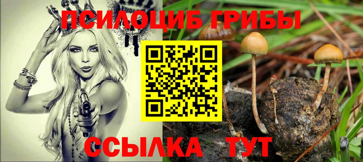 Псилоцибиновые грибы Psilocybe Муром